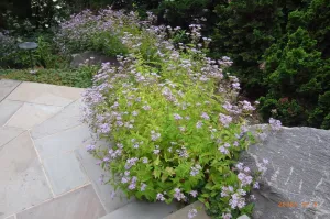 Eupatorium ageratum Hardy Ageraturm