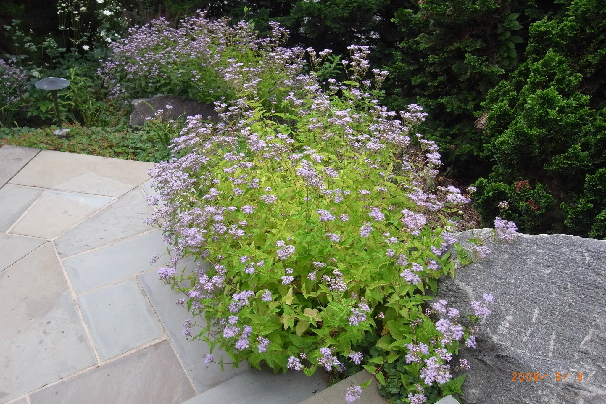 Eupatorium ageratum Hardy Ageraturm